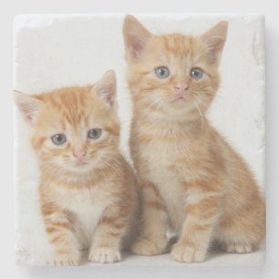 Porta-copo De Pedra Dois gatinhos adoráveis