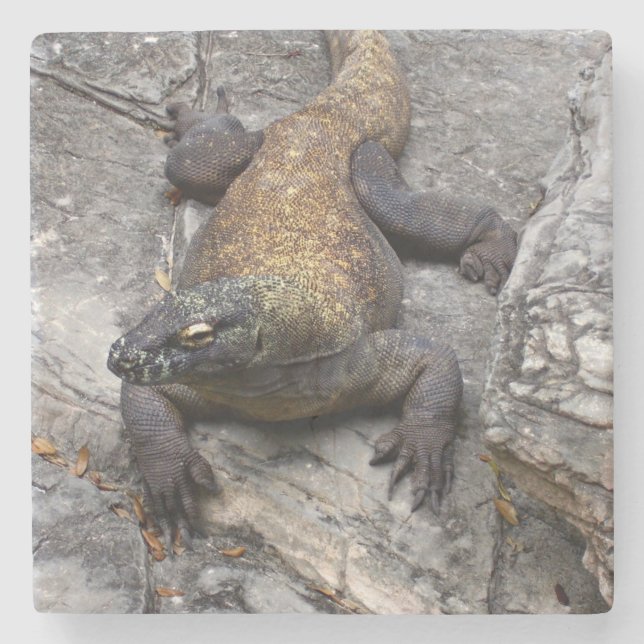Porta-copo De Pedra Dragão-de-komodo em Rocha Ensolarada (Frente)