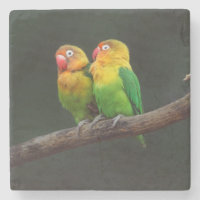 Duas aves-pomba em uma ramificação