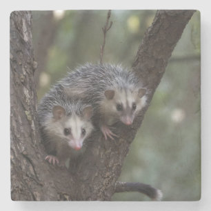 Porta-copo De Pedra Duplo problema na cobertura: Twin Possum