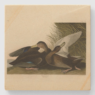 Porta-copo De Pedra Dusky Duck - das Aves da América de John Audubon