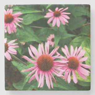 Porta-copo De Pedra Echinacea Purpurea, Coneflower Roxo