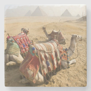 Porta-copo De Pedra Egito, Cairo. Camelos descansando