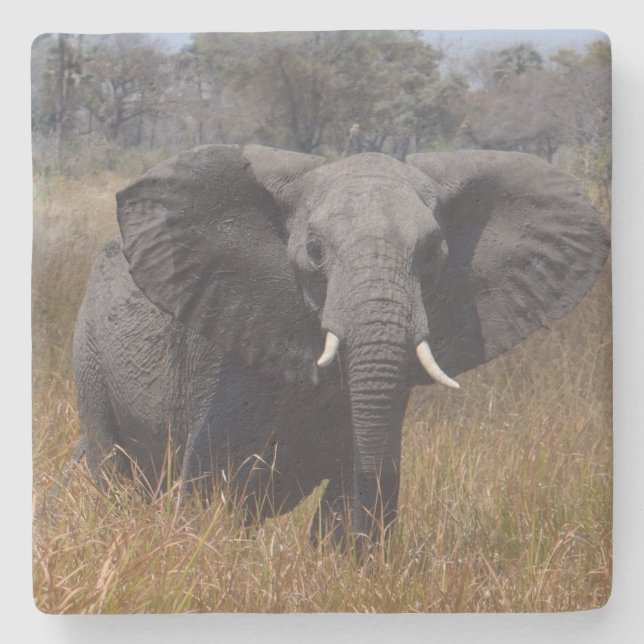 Porta-copo De Pedra Elefante Com Ouvidos Fora. (Frente)