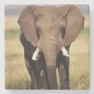 Porta-copo De Pedra Elefante-da-savana-africano