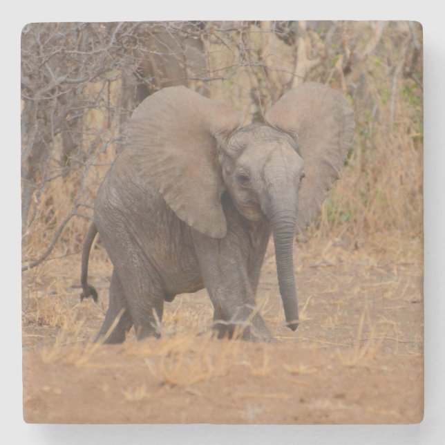 Porta-copo De Pedra Elefante Jovem Com Orelhas Alargadas. (Frente)