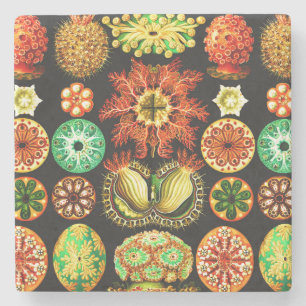Porta-copo De Pedra Ernst Haeckel Ascidiae