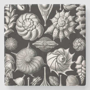Porta-copo De Pedra Ernst Haeckel Thalamophora II