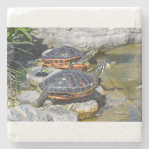 Porta-copo De Pedra Escritório De Animais De Tartaruga Cute Destino Pe