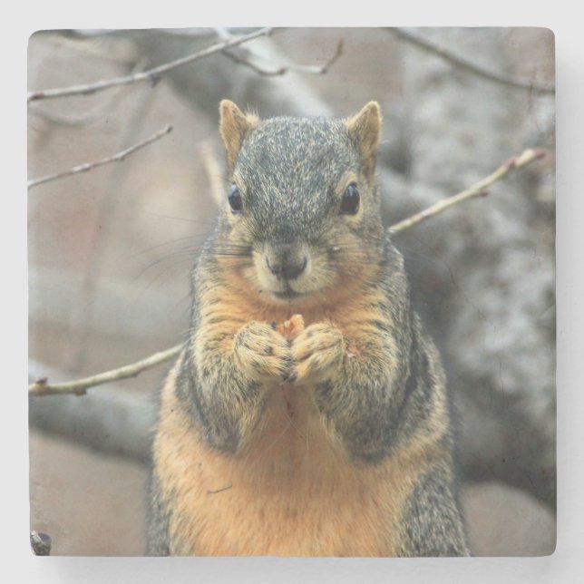 Porta-copo De Pedra Esquilo bonito com lanche (Frente)