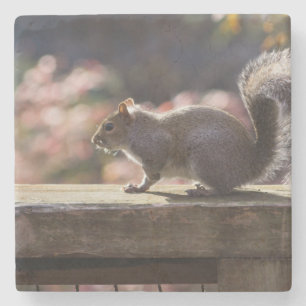 Porta-copo De Pedra Esquilo brilhante