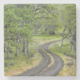 Porta-copo De Pedra Estrada rural através de árvores, Oregon