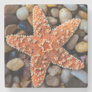 Porta-copo De Pedra Estrela do mar em rochas