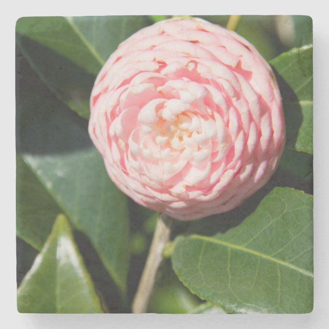 Porta-copo De Pedra EUA, Alabama, Theodore perto de Mobile (Frente)