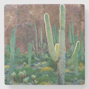 Porta-copo De Pedra EUA, Arizona. Campo de Cactus Saguaro por um penha