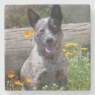 Porta-copo De Pedra EUA, Califórnia. Curandeiro de Queensland que