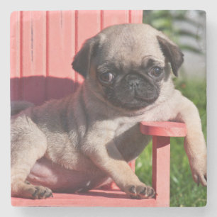 Porta-copo De Pedra EUA, Califórnia. Pug cachorrinho desleixado
