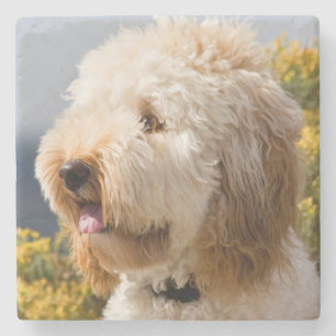 Porta-copo De Pedra EUA, Califórnia. Retrato do Labradoodle 3