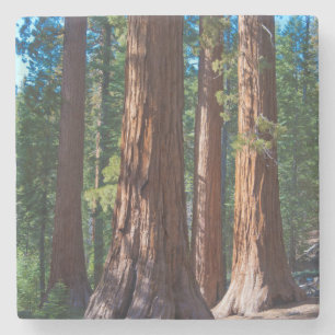 Porta-copo De Pedra EUA, Califórnia. Truques de Árvore Redwood, Mari
