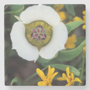 Porta-copo De Pedra EUA, Colorado. Tulipa Mariposa