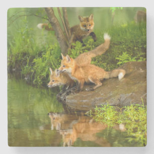 Porta-copo De Pedra EUA, Minnesota, arenito, animais selvagens 7 de