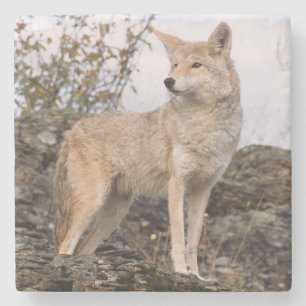 Porta-copo De Pedra EUA, Montana, Kalispell. Coyote no Triple D