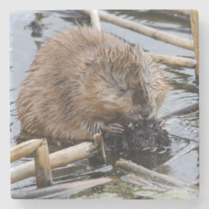 Porta-copo De Pedra EUA, Nebraska. Castor