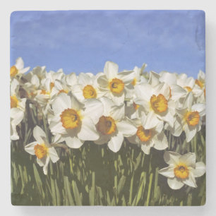 Porta-copo De Pedra EUA, Oregon, Vale Willamette. Os narcisos crescem