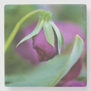 Porta-copo De Pedra EUA, Pensilvânia. Botão do ventilador abrindo no