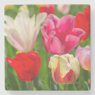 Porta-copo De Pedra EUA, Tennessee, Nashville