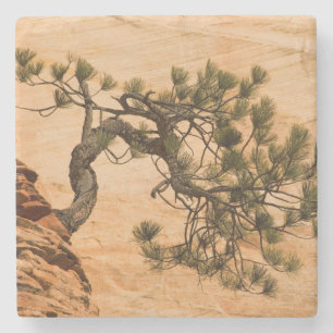 Porta-copo De Pedra EUA, Utah, Parque Nacional de Zion. Pinheiro