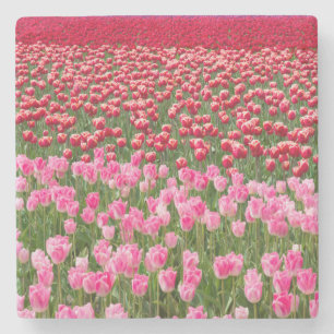 Porta-copo De Pedra EUA, Washington. Campo de Tulipas Multicoloridas