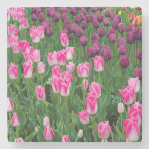 Porta-copo De Pedra EUA, Washington. Tulipas em Flor