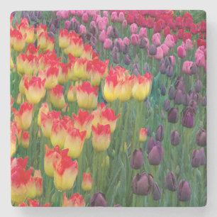 Porta-copo De Pedra EUA, Washington. Tulipas em Flor 2
