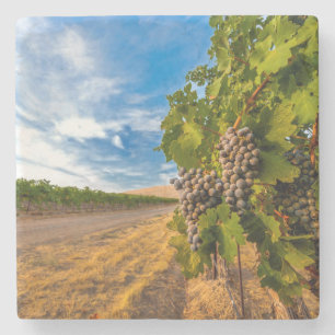 Porta-copo De Pedra EUA, Washington, Vale de Yakima. Uvas Merlot