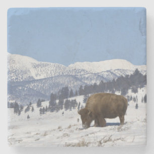 Porta-copo De Pedra EUA, WY, Parque Nacional Yellowstone, Bisonte Amer