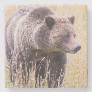 Porta-copo De Pedra EUA, Wyoming, Parque Nacional de Yellowstone, Urso