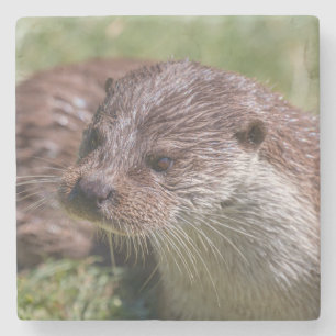 Porta-copo De Pedra Eurasian Otter Resting in Sunshine (Descanso de lu