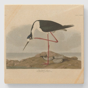 Porta-copo De Pedra Evoque de pernas compridas das Aves da América de