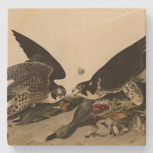 Porta-copo De Pedra Falcão de pés excelentes das Aves da América de Au
