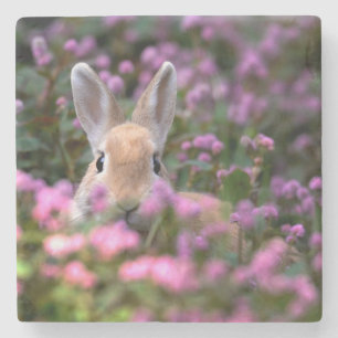 Porta-copo De Pedra Fazenda do coelho