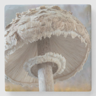 Porta-copo De Pedra Fechar A Parte Inferior Do Cogumelo