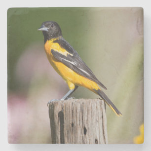 Porta-copo De Pedra Fêmea de Baltimore Oriole em jardim de flores