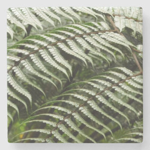 Porta-copo De Pedra Fern Fronds II Dark Green Nature