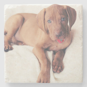 Porta-copo De Pedra Filhote de cachorro de Vizsla do Hungarian
