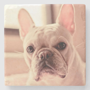 Porta-copo De Pedra Filhote de cachorro do buldogue francês