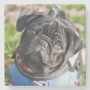 Porta-copo De Pedra Filhote de cachorro preto do Pug que veste uma