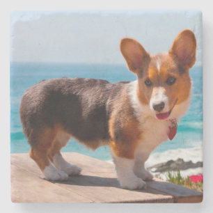 Porta-copo De Pedra Filhote de Pembroke Welsh Corgi em pé na mesa