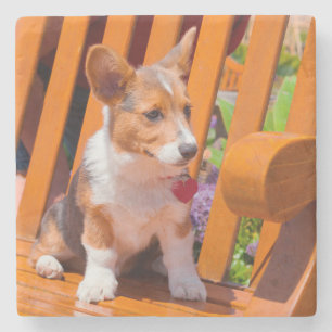 Porta-copo De Pedra Filhote de Pembroke Welsh Corgi sentado em um banc
