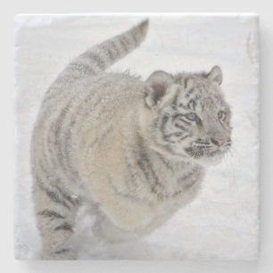 Porta-copo De Pedra Filhote de Tigre Branco